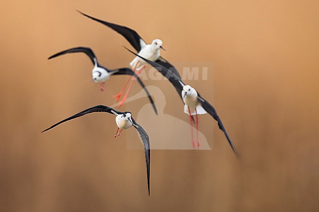 Four flying Black-winged Stilts (Himantopus himantopus) in Italy. stock-image by Agami/Daniele Occhiato,