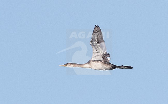 First-winter Holboll's Red-necked Grebe (Podiceps grisegena holbollii) in flight against a blue sky as a background. Migrating over the sea past Monterey, California in the United States stock-image by Agami/Brian Sullivan,