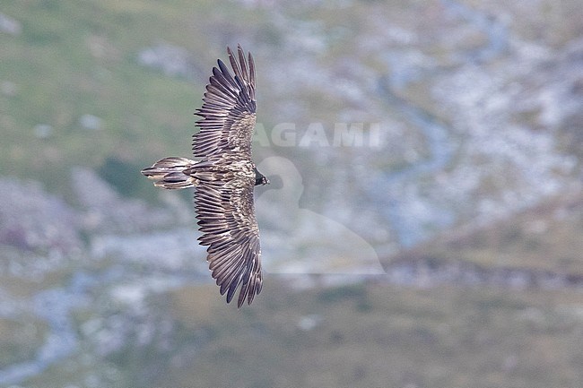 Bearded Vulture (Gypaetus barbatus), juvenile in flight seen from above, Trentino-Alto Adige, Italy stock-image by Agami/Saverio Gatto,