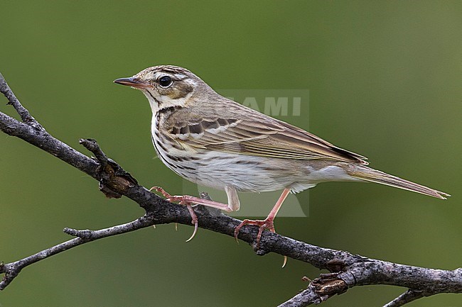 Siberische Boompieper; Olive-backed Pipit, Anthus hodgsoni yunnanensis stock-image by Agami/Daniele Occhiato,