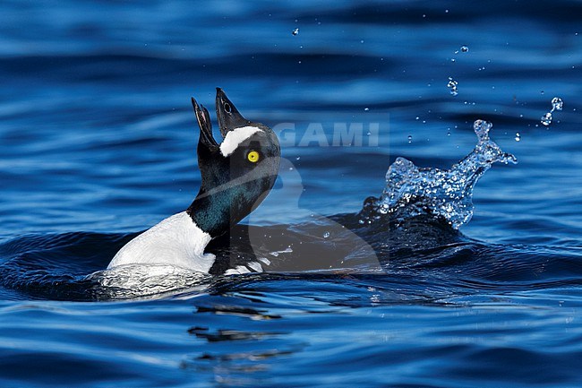 Barrow's Goldeneye (Bucephala islandica), adult male displaying in the water, Northeastern Region, Iceland stock-image by Agami/Saverio Gatto,