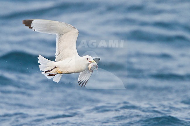 Black-legged Kittiwake (Rissa tridactyla) flying along the coastline of Newfoundland, Canada. stock-image by Agami/Glenn Bartley,