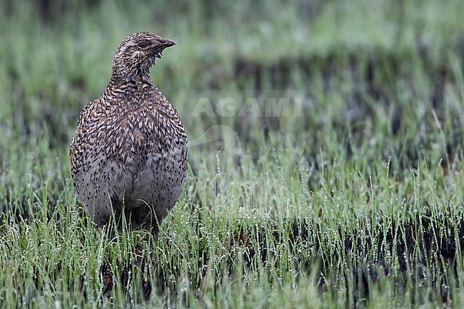 Sharp-tailed Grouse (Tympanuchus phasianellus) female perched in the gras stock-image by Agami/Dubi Shapiro,