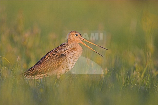 Grutto roepend in weiland; Black-tailed Godwit calling in meadow stock-image by Agami/Menno van Duijn,