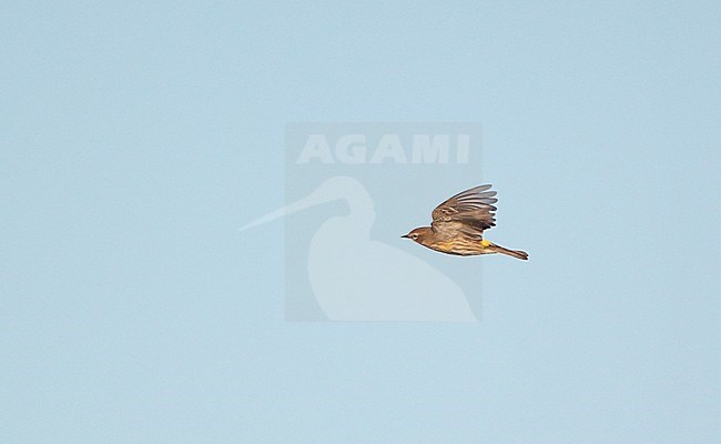 Myrtle Warbler (Setophaga coronata coronata) migrating over Higbee Beach, Cape May, New Jersey in USA. stock-image by Agami/Helge Sorensen,