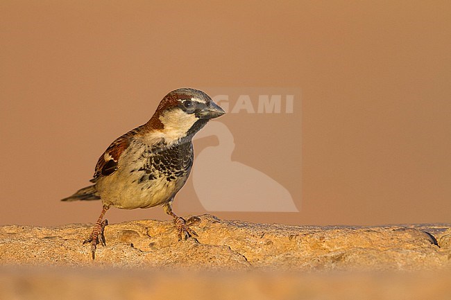 Huismus, House Sparrow, Passer domesticus ssp. tingitanus, adult, male, Morocco stock-image by Agami/Ralph Martin,