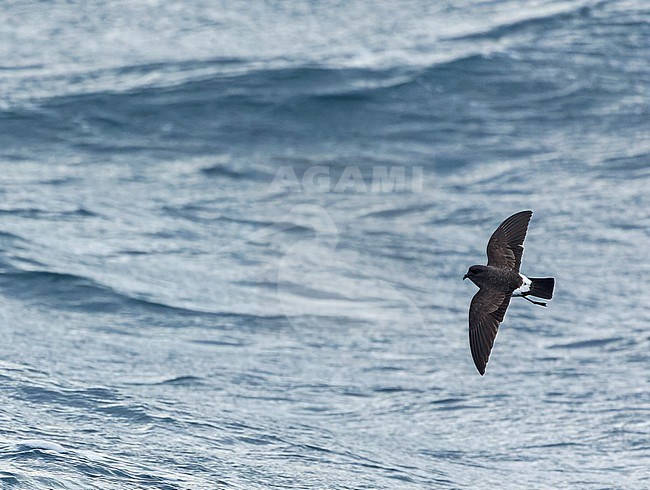 Inaccessible White-bellied Storm-Petrel (Fregetta grallaria leucogaster) in the Southern Atlantic Ocean, around the Tristan da Cunha and Gough islands. stock-image by Agami/Martijn Verdoes,