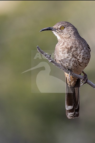 Curve-billed Thrasher (Toxostoma curvirostre) perched on a branch stock-image by Agami/Dubi Shapiro,