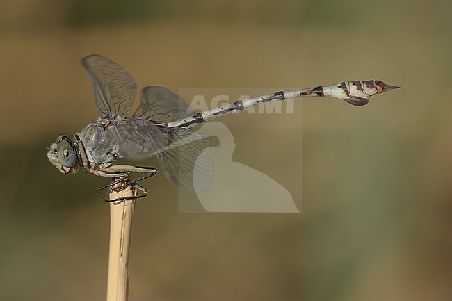 Imago Vaandeldrager; Adult Bladetail stock-image by Agami/Paul Schrijvershof,