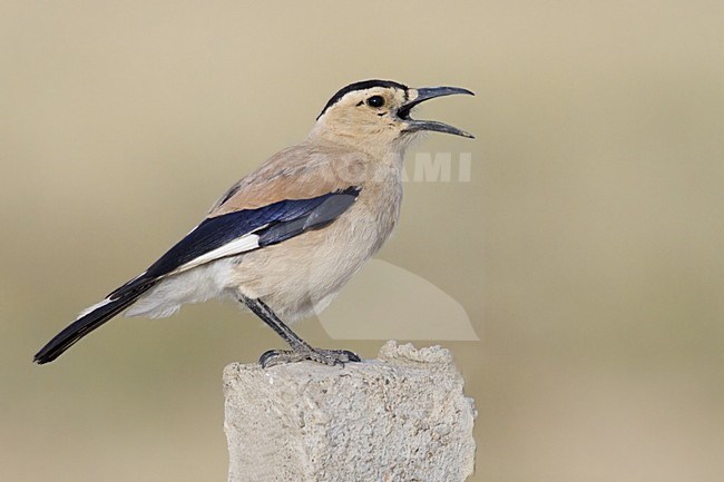 Roepende Mongoolse Steppegaai, Mongolian Ground-Jay calling stock-image by Agami/Dubi Shapiro,