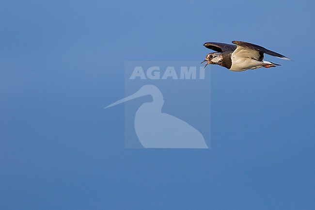 Northern Lapwing - Kiebitz - Vanellus vanellus, Russia (Baikal), adult stock-image by Agami/Ralph Martin,