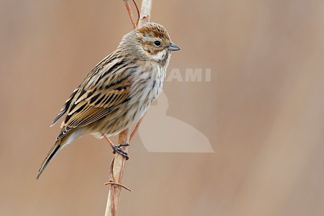 Vrouwtje Rietgors; Female Common Reed Bunting stock-image by Agami/Daniele Occhiato,