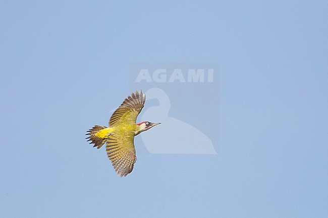 Adult male Green Woodpecker (Picus viridis) in flight over Bergerheide in Limburg, the Netherlands. Against a blue sky as background. Showing upper wings. stock-image by Agami/Harvey van Diek,