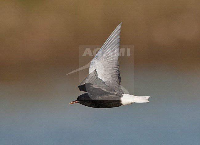 Volwassen Witvleugelstern in de vlucht; Adult White-winged Tern in flight stock-image by Agami/Ran Schols,