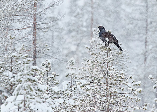 Male Western Capercaillie (Tetrao Urogallus) perched in a frost covered tree near Salla in northern Finland during cold winter. stock-image by Agami/Markus Varesvuo,