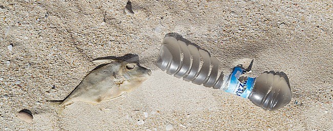 Plastic waste on Oman beach of Al Wusta Governorate. stock-image by Agami/Ralph Martin,