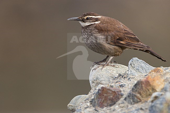 Dark-bellied Cinclodes (Cinclodes patagonicus) Perched on a rock in Argentina stock-image by Agami/Dubi Shapiro,