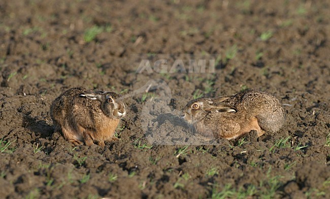 Europese Haas, European Hare stock-image by Agami/Reint Jakob Schut,