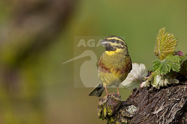 Adult male Cirl Bunting (Emberiza cirlus) in a vineyard in Germany. stock-image by Agami/Ralph Martin,