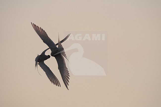 Arctic Tern adult flying at sunset; Noordse Stern volwassen vliegend bij zonsondergang stock-image by Agami/Jari Peltomäki,