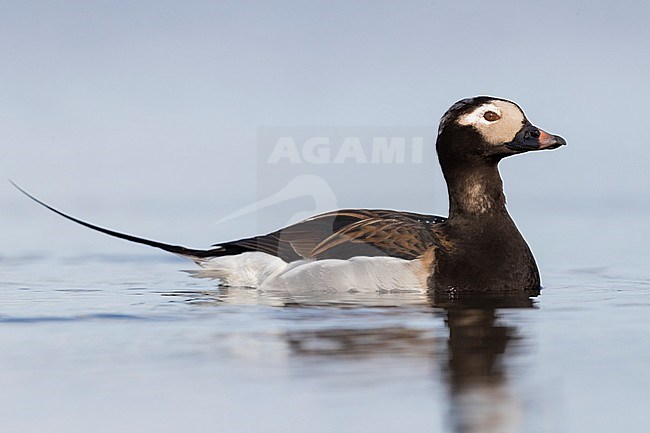 Long-tailed Duck (Clangula hyemalis), adult male swimming in a pond stock-image by Agami/Saverio Gatto,