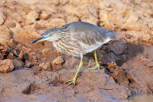 Winter plumaged Indian Pond Heron (Ardeola grayii), stalking prey along the shore of an inland lake. stock-image by Agami/Marc Guyt,