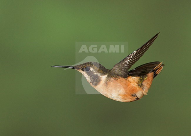 Vliegende Kortstaartboself, Flying Short-tailed Woodstar stock-image by Agami/David Hemmings,