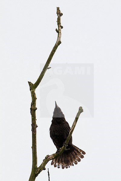 Zwarte Kraai zit roepend op tak; Carrion Crow calling on a branch stock-image by Agami/Menno van Duijn,