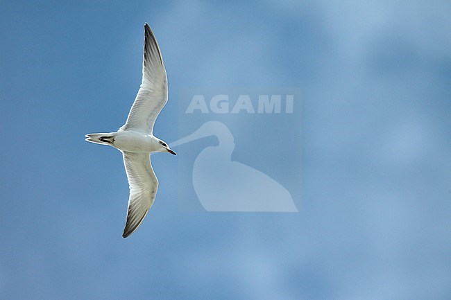 Juvenile Gull-billed Tern (Gelochelidon nilotica) in flight in the Netherlands, seen from below. Flying against blue sky as background. stock-image by Agami/Fred Visscher,