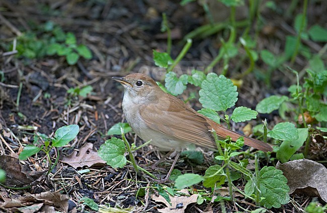 Common Nightingale; Nachtegaal stock-image by Agami/Markus Varesvuo,