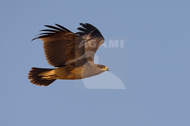 Onvolwassen Bastaardarend in de vlucht; Immature Greater Spotted eagle in flight stock-image by Agami/Daniele Occhiato,