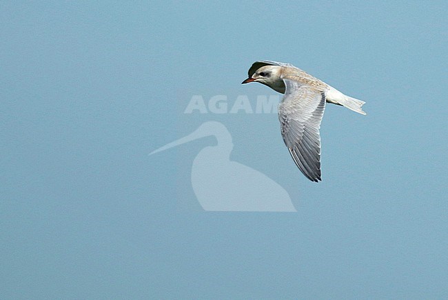 Gull-billed Tern (Gelochelidon nilotica), juvenile in flight, seen from the side, showing upperwing. stock-image by Agami/Fred Visscher,