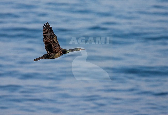 Adult Pelagic Cormorant (Phalacrocorax pelagicus pelagicus) during late winter along the coast of Hokkaido in northern Japan. Also known as Baird's Cormorant. stock-image by Agami/Marc Guyt,