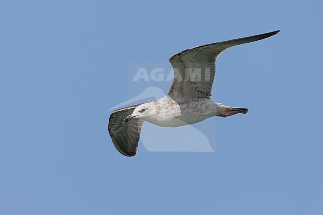 Gabbiano del Caspio; Gabbiano delle steppe; Steppe Gull; Larus cachinnans barabensis stock-image by Agami/Daniele Occhiato,