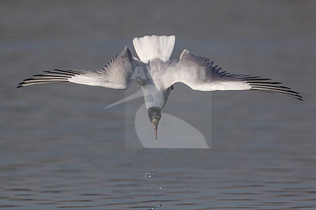 Gabbiano comune; Common Black-headed Gull; Croicocephalus ridibundus stock-image by Agami/Daniele Occhiato,