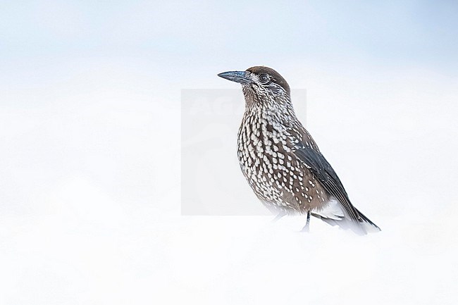 Spotted Nutcracker (Nucifraga caryocatactes) sitting in the snow in bulgarian mountain. stock-image by Agami/Marcel Burkhardt,