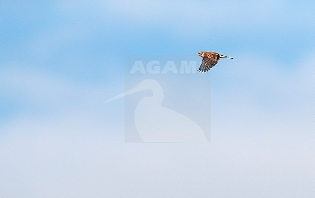 Common Reed Bunting (Emberiza schoeniclus) migrating over Wadden island Vlieland in the Netherlands. stock-image by Agami/Marc Guyt,