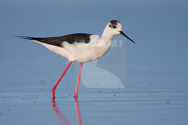 Black-winged Stilt - Stelzenläufer - Himantopus himantopus ssp. himantopus, Spain (Mallorca), adult female stock-image by Agami/Ralph Martin,