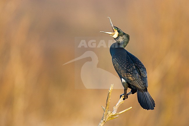 Volwassen Aalscholver zittend op tak; Adult Great Cormorant perched on branch stock-image by Agami/Menno van Duijn,