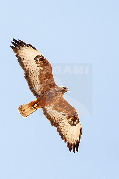 Dark rufous form Steppe Buzzard (Buteo buteo vulpinus) on migration over the Eilat Mountains, near Eilat, Israel stock-image by Agami/Marc Guyt,