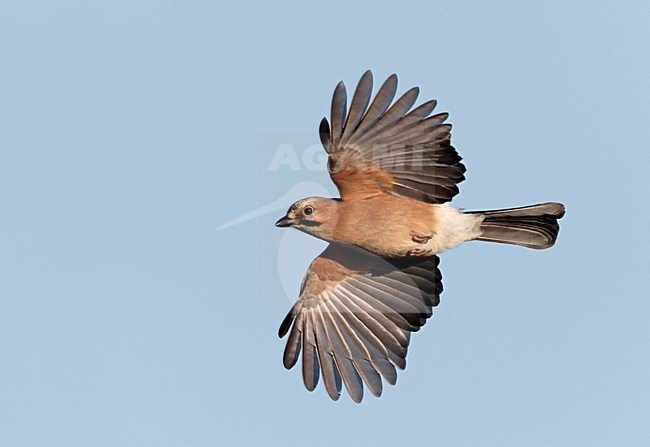 Gaai in de vlucht; Eurasian Jay in flight stock-image by Agami/Markus Varesvuo,