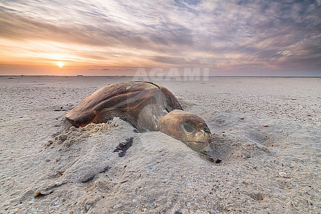 Loggerhead Turtle - Unechte Karettschildkröte - Caretta caretta, Oman, dead carcass at beach stock-image by Agami/Ralph Martin,