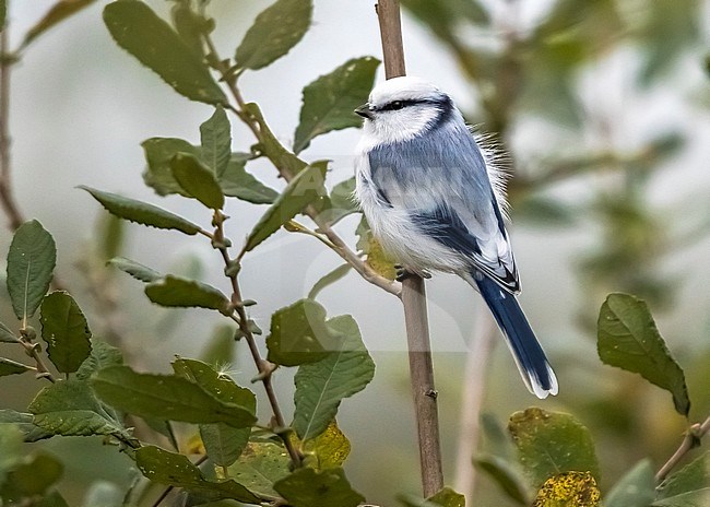 (escaped) Azure Tit perched on a branch near Liège in Belgium. October 31, 2017. stock-image by Agami/Vincent Legrand,