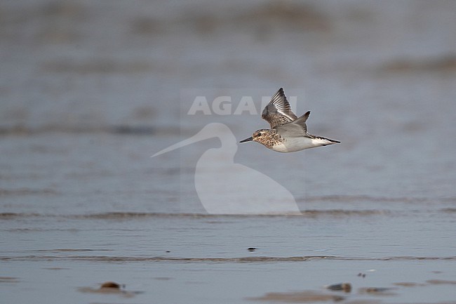 Adult Sanderling (Calidris alba) in flight over water at Blåvandshuk, Denmark stock-image by Agami/Helge Sorensen,