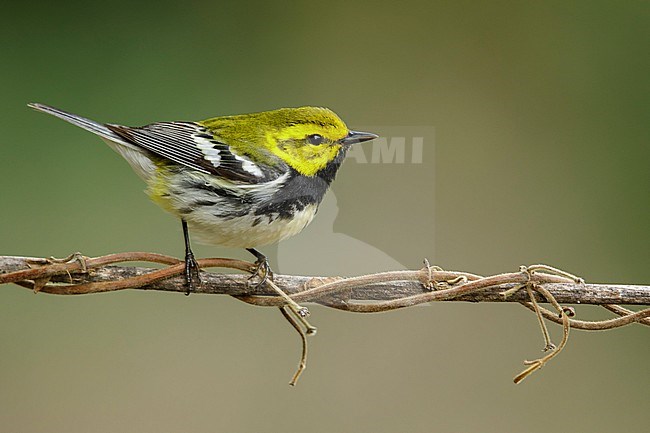 Adult male Black-throated Green Warbler, Setophaga virens
Galveston Co., TX stock-image by Agami/Brian E Small,