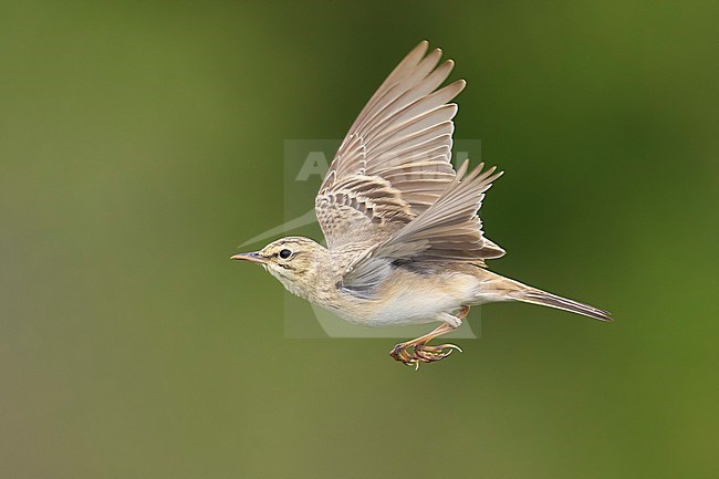 Tawny Pipit, Anthus campestris, in Italy. stock-image by Agami/Daniele Occhiato,