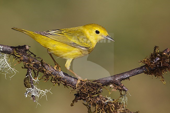 Adult male
Galveston Co., TX
May 2012 stock-image by Agami/Brian E Small,