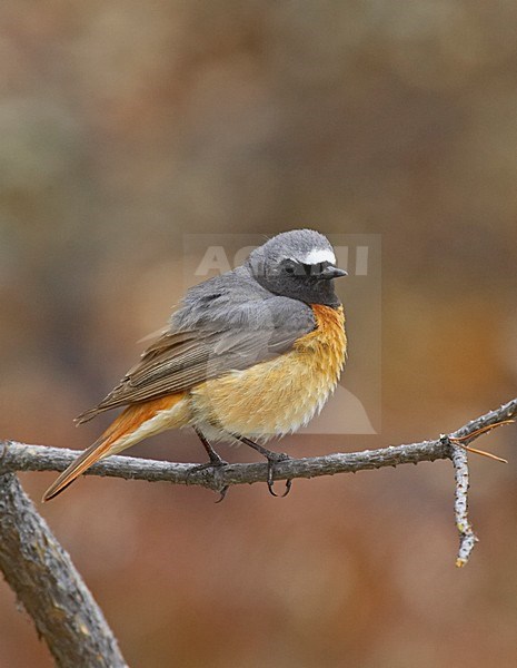 Common Redstart male perched on branch; Gekraagde Roodstaart man zittend op een tak stock-image by Agami/Jari Peltomäki,