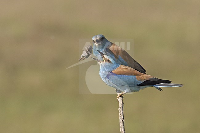 Scharrelaars metmuis; European Rollers with mouse stock-image by Agami/Jari Peltomäki,