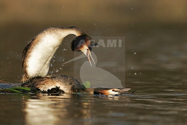 Futen parend; Great Crested Grebes mating stock-image by Agami/Menno van Duijn,